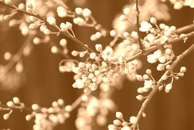Buds of apple tree