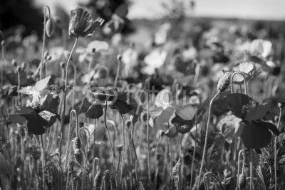 Poppy field