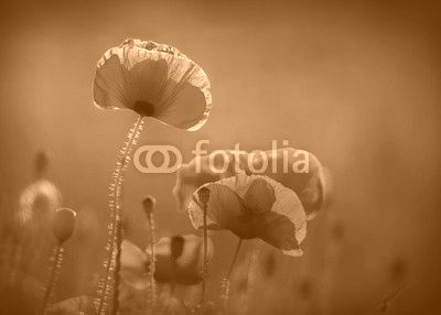 Amazing poppy field . Summer flowers .