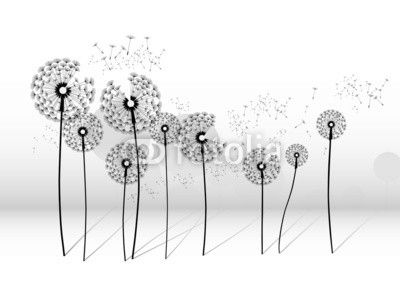 dandelion