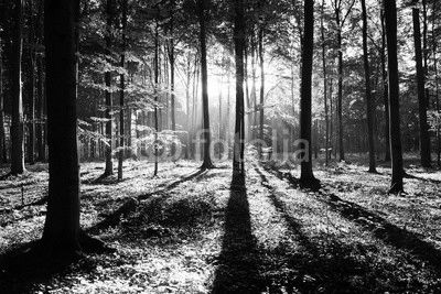 Morning in the forest