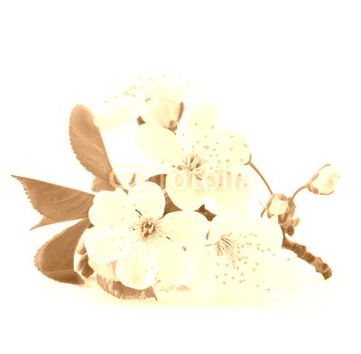 cherry twig in bloom isolated