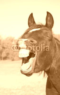 Dark bay horse yawning, looking like he is laughing
