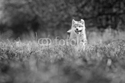 Puppy of akita in spring time 