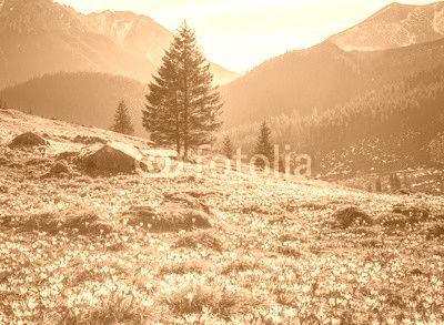 Tatra mountains, Poland, crocuses in Chocholowska valley, spring