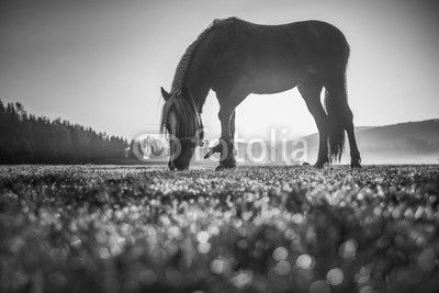 Horses grazing on pasture at misty sunrise