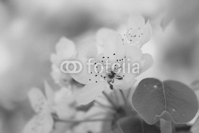 White flowers blooming. Nature background.