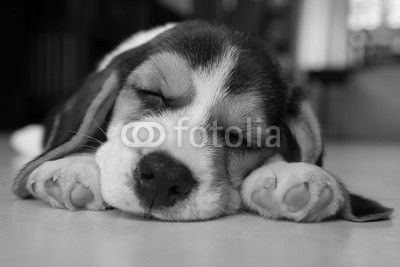 beagle puppy
