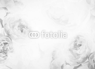the sweet pink rose flowers for love romance background
