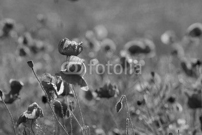 Whole poppy field 1