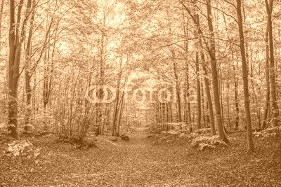 Footpath in a forest in autumn