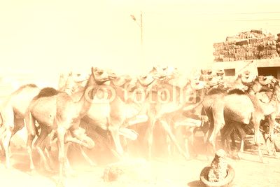 Camels running at Camel Market, Birqash, Barqash, Imbaba, Giza G