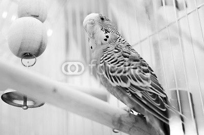 Green domestic budgie