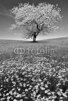 field of marguerites with blooming trees