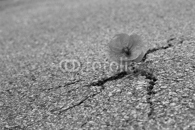 Mohnblume auf der Straße