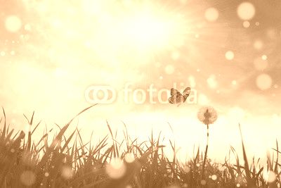 Butterfly and dandelion