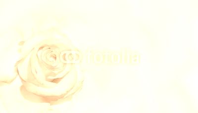Banner with pink rose