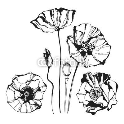 Poppy, isolated elements for design on a white background. 
Vector illustration.