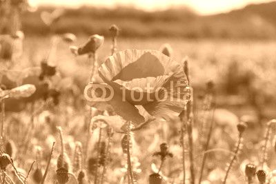 A flowering poppy field in Barcelona, Spain
