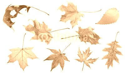 Fall and autumn leaves isolated on a white background collection
