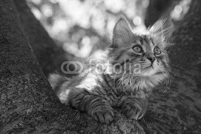 Chaton