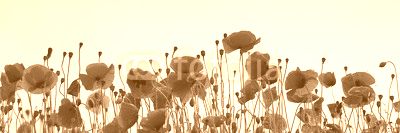 Klatschmohn in der Abendstimmung