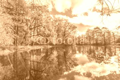 autunm trees