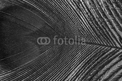 peacock feather close up