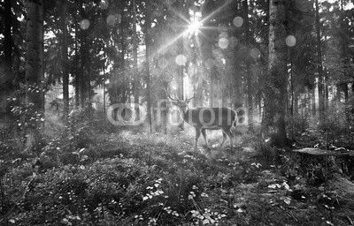 Hirsch in nebligem Wald