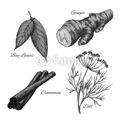 Vector sketch icons of spice and herb seasonings