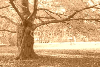 Herbstbaum