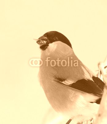 Bullfinch on branch of maple