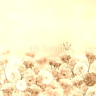 Rose Flowers