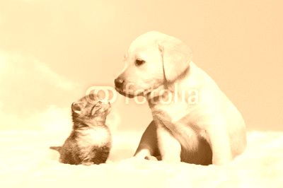 dog and cat in the snow