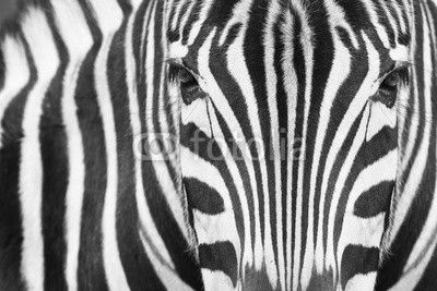 Close-up of zebra head and body with beautiful striped pattern