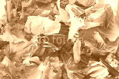 Fresh salad leaf slice background