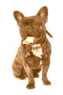 French Bulldog dog on white background