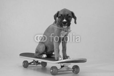 pup on skateboard
