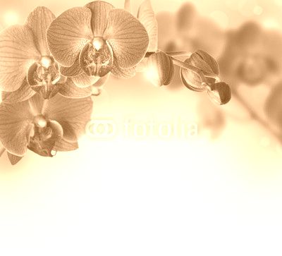 Orchids design border with copy space
