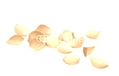 Petals of roses on a white background