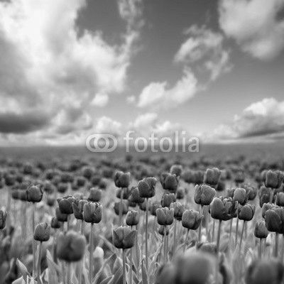 Spring tulips