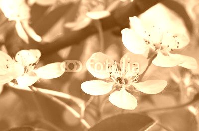 Background from a lot of white flowers on a branch of an apple tree
