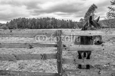 Farm with horse on green field, rural scene