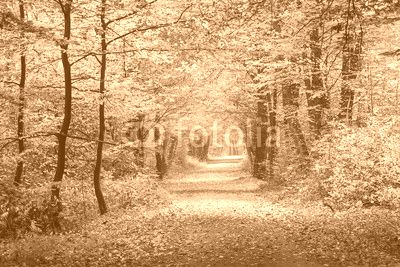 Autumn forest