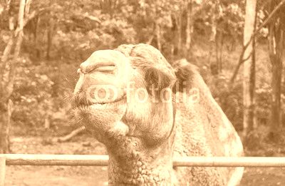 Camel smile