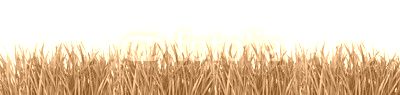 Green grass isolated on white background.