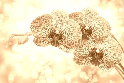 orchid flower