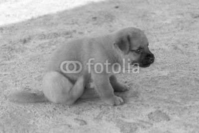 Cute golden puppy lightly scratching sat on concrete floor.