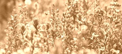 Wiese im Sommer