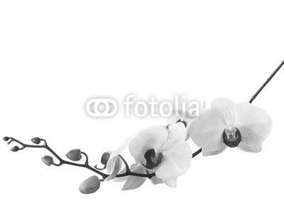 light pink orchid isolated on white